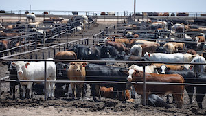 feed lots, conventional agriculture