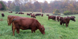 regenerative agriculture, grass fed beef, local farms